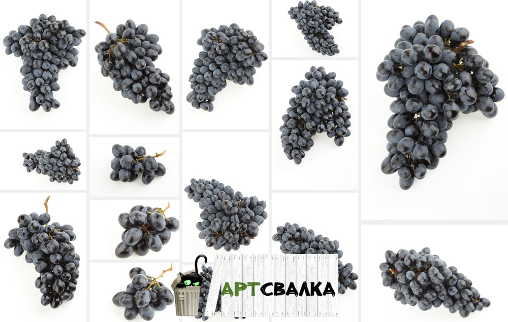 Синий виноград на белом фоне. | Blue grapes on white background.